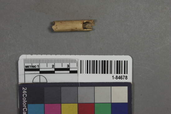 Hearst Museum object titled Modified bone, accession number 1-84678, described as cut bird bone fragment