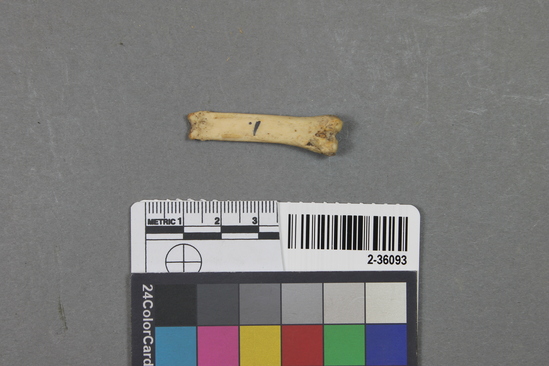 Hearst Museum object titled Mammal bone, accession number 2-36093, described as Sea otter phalanx.