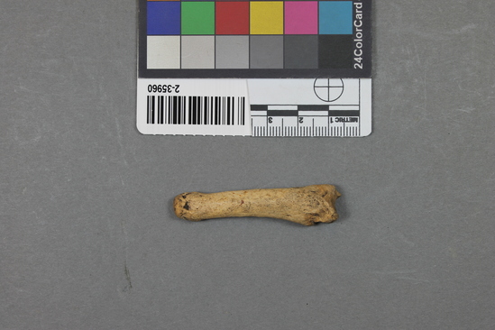 Hearst Museum object titled Mammal bone, accession number 2-35960, described as Sea otter, phalanx.