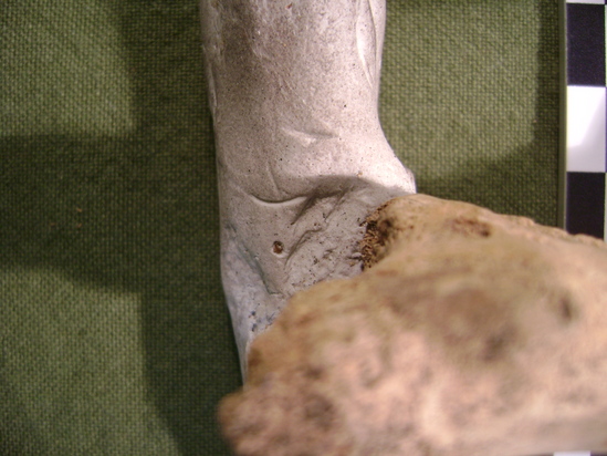 Hearst Museum object 6 of 12 titled Mammal bone, accession number 2-35758, described as Sea otter, right femur.