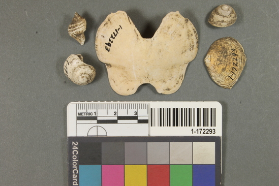 Hearst Museum object titled Shell sample, accession number 1-172293, described as Venerupis staminea, Mytilus californianus, Haliotis rufescens. Large piece of abalone with 2 perforations.