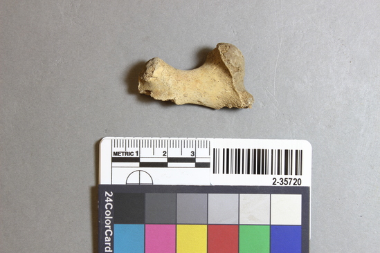 Hearst Museum object titled Mammal bone, accession number 2-35720, described as Sea otter, juvenile, left femur.