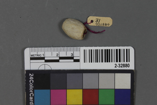 Hearst Museum object titled Shell bead, accession number 2-32880, described as Whole olivella bead, tips ground.