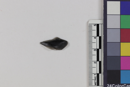 Hearst Museum object 1 of 2 titled Flake, accession number 16-14436, described as Projectile point fragment; obsidian; triangular; weight: 0.53 grams; length: 2.26 cm; width: 1.04 cm; depth: 0.29 cm.