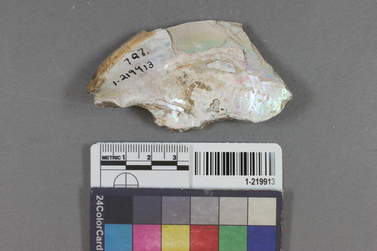 Hearst Museum object titled Shell fragment, accession number 1-219913, described as Abalone fragment.