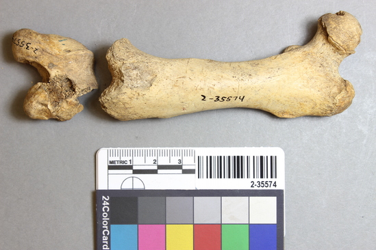 Hearst Museum object 4 of 21 titled Mammal bone, accession number 2-35574, described as Sea otter, left femur.