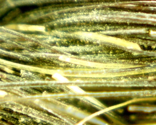 Hearst Museum object 26 of 72 titled Sling, accession number 4-5094, no description available.