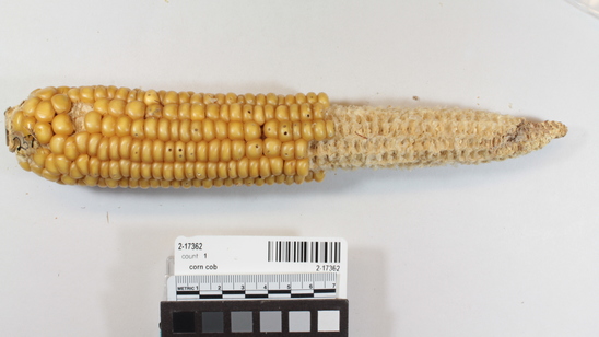 Hearst Museum object titled Corn cob, accession number 2-17362, described as Ear of yellow flint corn, 12 rows, shallow grain, small stem.