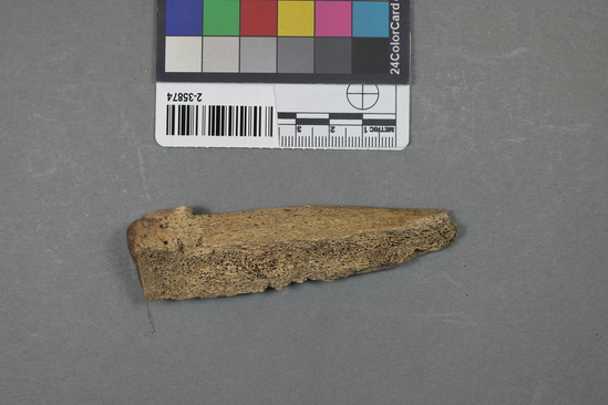 Hearst Museum object titled Mammal bone, accession number 2-35874, described as Sea lion metapodial.