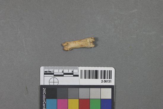 Hearst Museum object titled Faunal remains, accession number 2-36131, described as Unidentified animal bone. Phalanx.