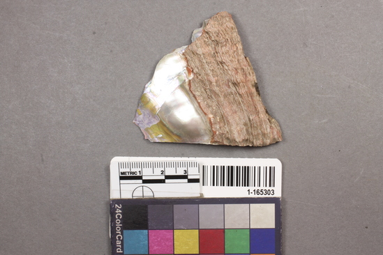 Hearst Museum object titled Shell fragment, accession number 1-165303, described as Haliotis rufescens.