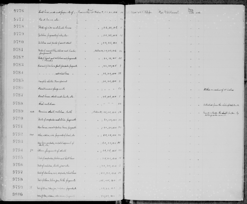 Documentation associated with Hearst Museum object titled Mammal bone, accession number 1-9791.3, described as Otter pelvis bones