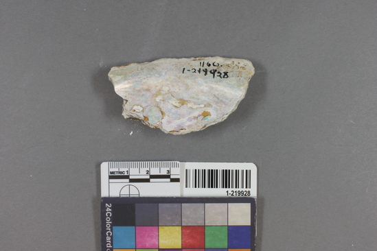 Hearst Museum object titled Shell fragment, accession number 1-219928, described as Worked.