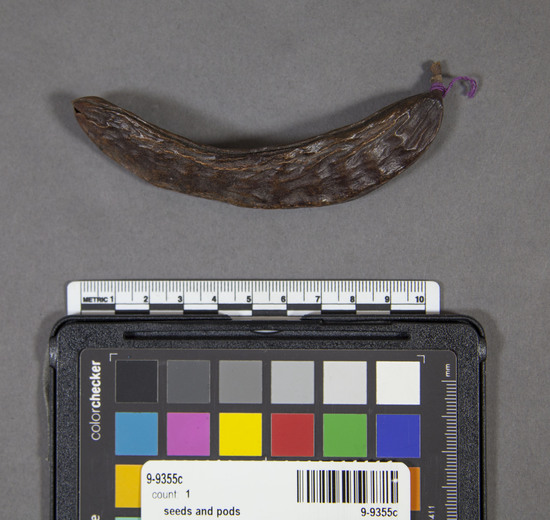 Hearst Museum object 2 of 2 titled Pod, accession number 9-9355c, described as Carob pod (Ceratonia siliqua): dark brown;  length 11 cm. Part of a collection of carob seeds, pods and wheat grains to illustrate the derivation of the jeweler's carat from carob seeds, Arabic qirat, from Greek keration.  The seeds were formerly the standard jeweler's weight in the Near East and Moslem world. The old traditional mithqal gold coin on Moslem countries has a weight of 24 carob seeds.  Likewise, gold alloys are rated in 24ths, i.e. 10 carat gold is 10/24 fine gold.  The carat was and is divided into 4 carat grains (wheat).  The pods are sugary and serve as food for men and livestock.