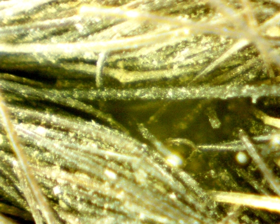 Hearst Museum object 25 of 72 titled Sling, accession number 4-5094, no description available.