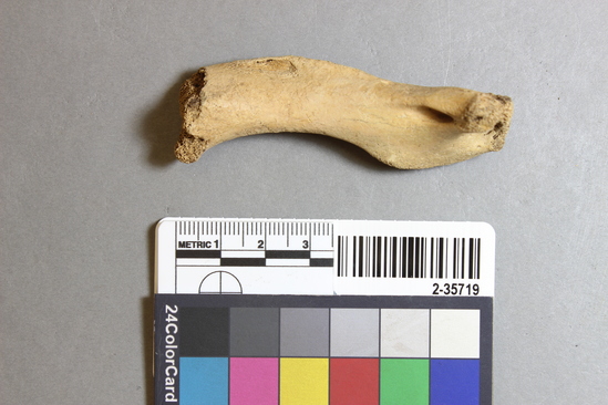 Hearst Museum object titled Mammal bone, accession number 2-35719, described as Sea otter, juvenile, left humerus.