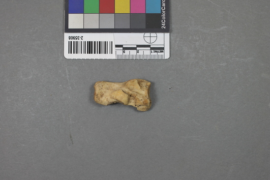 Hearst Museum object titled Mammal bone, accession number 2-35908, described as Sea otter, calcaneum/calcaneus.