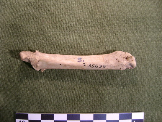 Hearst Museum object 1 of 4 titled Mammal bone, accession number 2-35635, described as Sea otter metatarsal