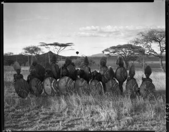 Hearst Museum object titled Black and white negative, accession number 15-32578, described as 8 x 10" Negative. Image depicting row of Nandi warriors. Hoefler's original description: "15 Brave Men and True. Nandi Warriors. Just before the first lion encounter, in which the youth standing in the back with the white shells on his head dress took the lion's charge all alone. Although his spear did not kill it outright, still he came out of the fray in good shape. The spears are called "ngotit" and the shields are "long," while the headdress is "kutua," if of lion man, and "sombe" if of ostrich feather. Photograph taken in typical Tanganyika (Tanzania) scenery near Camp Simba. This photo was taken the day before the first lion encounter, and Hoefler had been bantering with the Nandi, saying that the women in America wore big hats also. After the first spearing, they all came up to shake hands and ask if they were women or men!!