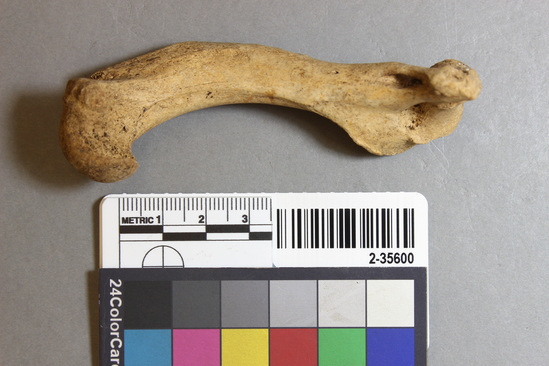 Hearst Museum object titled Mammal bone, accession number 2-35600, described as Land otter left humerus.