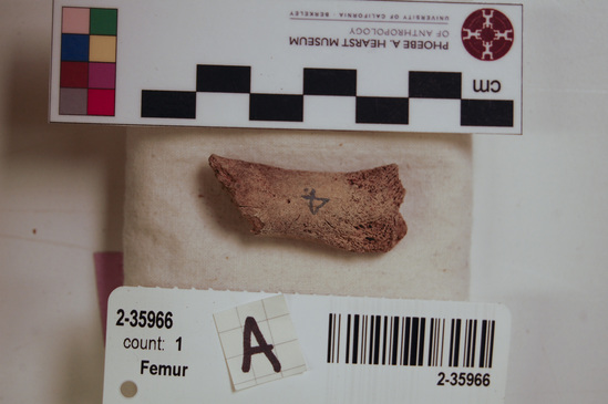 Hearst Museum object titled Mammal bone, accession number 2-35966, described as Sea otter, infant, right femur.