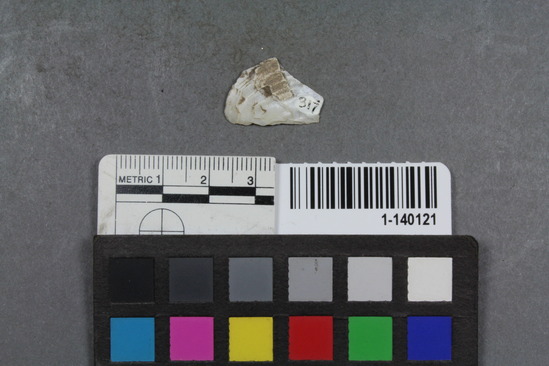 Hearst Museum object titled Shell fragment, accession number 1-140121, described as Unmodified.