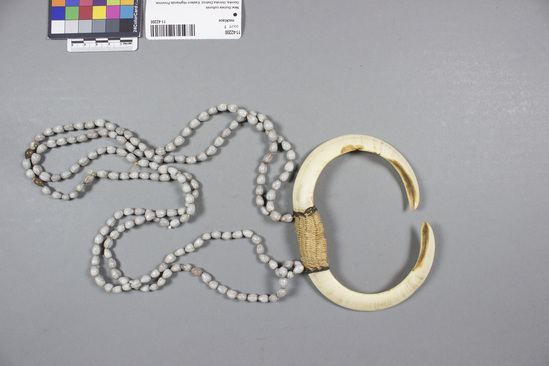 Hearst Museum object titled Necklace, accession number 11-42200, described as necklace; double strand of job's tears w/ pendant boar tusk ornament; job's tears att. to tusks w/ plaited pandanus; w. ornament 14 cm. Role in trade - tourist item