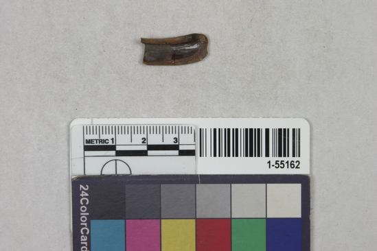 Hearst Museum object 1 of 2 titled Tooth fragment, accession number 1-55162, described as Animal tooth, fragment.