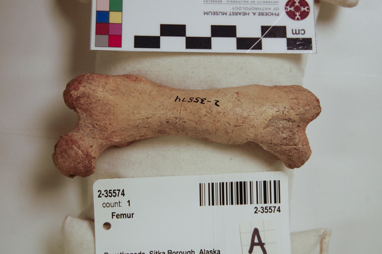 Hearst Museum object 6 of 21 titled Mammal bone, accession number 2-35574, described as Sea otter, left femur.