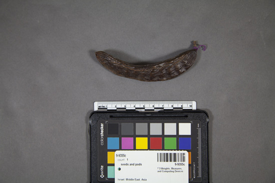 Hearst Museum object 1 of 2 titled Pod, accession number 9-9355c, described as Carob pod (Ceratonia siliqua): dark brown;  length 11 cm. Part of a collection of carob seeds, pods and wheat grains to illustrate the derivation of the jeweler's carat from carob seeds, Arabic qirat, from Greek keration.  The seeds were formerly the standard jeweler's weight in the Near East and Moslem world. The old traditional mithqal gold coin on Moslem countries has a weight of 24 carob seeds.  Likewise, gold alloys are rated in 24ths, i.e. 10 carat gold is 10/24 fine gold.  The carat was and is divided into 4 carat grains (wheat).  The pods are sugary and serve as food for men and livestock.