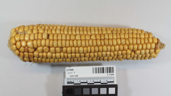 Hearst Museum object titled Corn cob, accession number 2-17445, described as Ear of yellow corn, 16 rows, shallow grain. Flour. Large cob. Small stem.