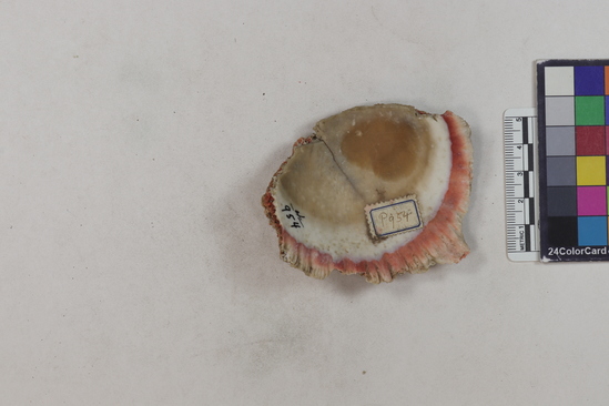 Hearst Museum object titled Shell fragment, accession number 4-954, described as Large unworked or little worked fragment of Spondylus pictorum.