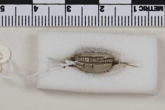 Hearst Museum object titled Scarab seal, accession number 5-7512, described as Seal: Scarab; stone with whitish glaze; protothrorax shown by notches; two lines crosshatched for legs; Reverse- shallow incised design; Height 5.3 mm. Length 1.1 cm. Width .8 cm.