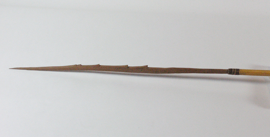 Hearst Museum object titled Arrow, accession number 16-341, described as Arrow, barbed hardwood point, cane shaft, feathers in poor condition.