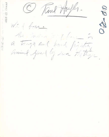 Hearst Museum object titled Black and white photograph, accession number 13-6930, described as A black-and-white photographic print from negative 15-30724. Written on the back, in pencil: " (c) Paul Hoefler. Wild boar. The Indian Wild Boar is a tough and hard fighting animal, feared by even the tiger.