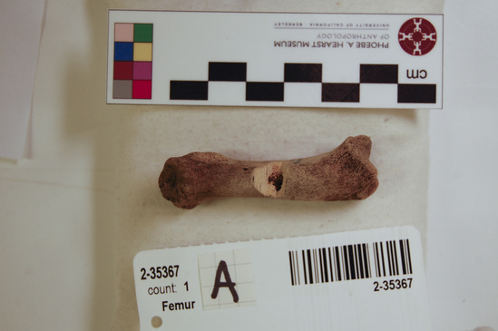 Hearst Museum object 11 of 11 titled Mammal bone, accession number 2-35367, described as Sea otter right femur, juvenile