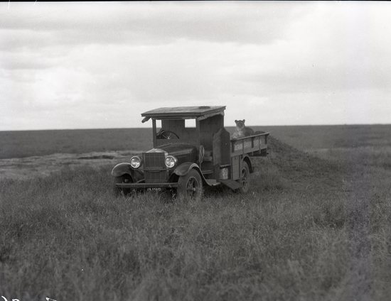 Hearst Museum object titled Black and white negative, accession number 15-32149, described as 4” x 5” Negative. Lion sits in truck bed of Colorado African Expedition truck. Lion looks at the camera.  Hoefler's original description: "A story hard to believe but true just the same. One day we parked our truck near the ant hill and went off in the touring car to look for lions. While away a whole troop came along and took possession of the car and all its contents. They took some meat we had fetched along out of the car, sharpened their claws on the high class body finish, took two cans of oil from the rack, which we found later full of holes minus the oil. They carried the spare tire into the grass and chewed holes in it, and as we came up the biggest lion ran with it to the ant hill.