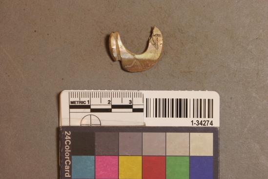 Hearst Museum object titled Fishhook, accession number 1-34274, described as Mussel shell fishhook