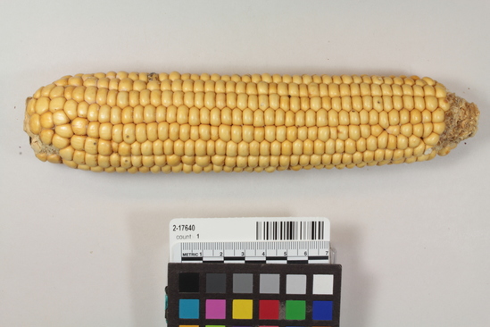 Hearst Museum object 2 of 6 titled Corn cob, accession number 2-17640, described as Ear of white corn, 16 rows, shallow grain, flour. Medium stem, reduced butt.