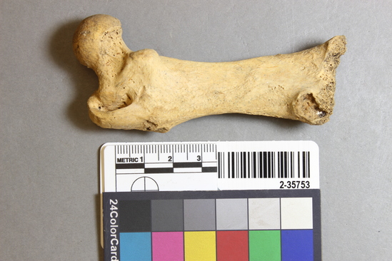 Hearst Museum object 9 of 14 titled Mammal bone, accession number 2-35753, described as Sea otter, left femur.