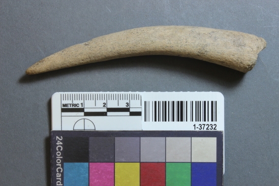 Hearst Museum object titled Tool, accession number 1-37232, described as Antler