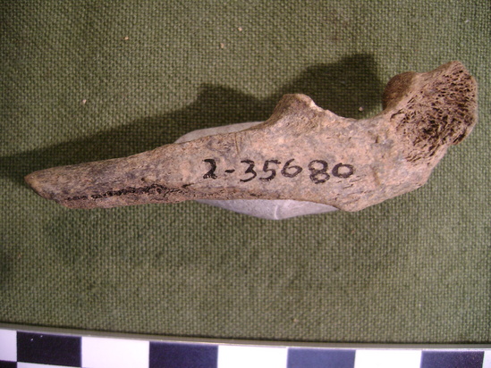 Hearst Museum object 3 of 3 titled Mammal bone, accession number 2-35680, described as Sea otter, right ulna.