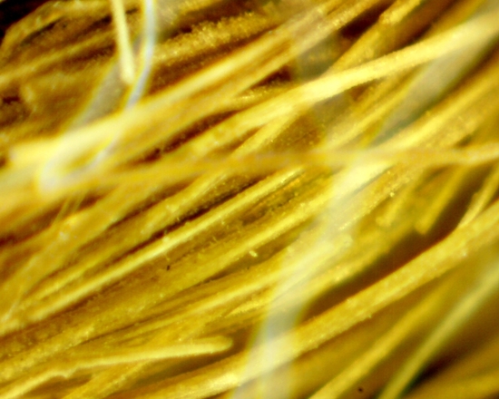 Hearst Museum object 65 of 72 titled Sling, accession number 4-5094, no description available.