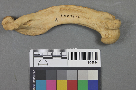 Hearst Museum object titled Mammal bone, accession number 2-36094, described as Sea otter left humerus.