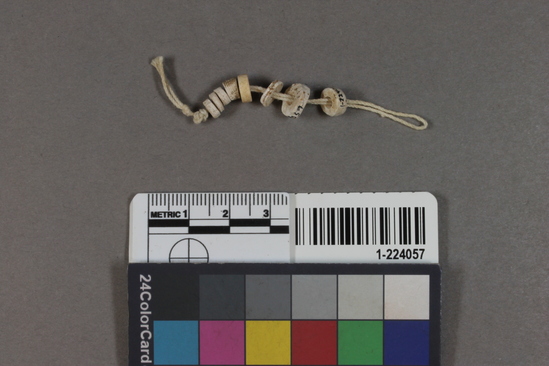 Hearst Museum object titled Beads, accession number 1-224057, described as Circular clam shell, miscellaneous sizes.