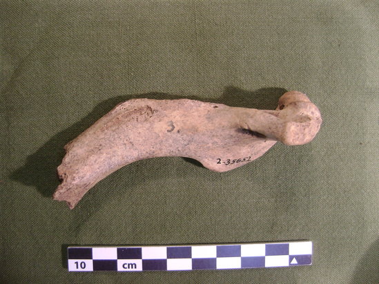 Hearst Museum object titled Mammal bone, accession number 2-35652, described as Sea otter, left humerus.