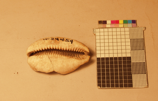 Hearst Museum object titled Knife, accession number 11-24454, no description available.