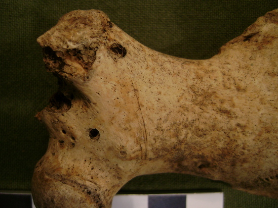 Hearst Museum object 18 of 21 titled Mammal bone, accession number 2-35574, described as Sea otter, left femur.