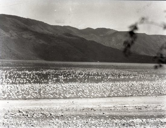 Hearst Museum object titled Black and white negative, accession number 15-32307, described as 4" x 5" Negative. Flamigoes on Lake Hannington.  Hoefler's original description: "Lake Hannington. The word "flamingo" is derived from the word "flame" and was given to this bird on account of its brilliant plumage. The long slender legs and webbed feet are scarlet and purple; the odd-shaped beaks are of the same color, and excepting for the crimson under the wings and the black-tipped pinion quills, the bird shades from a pale pink to a rosy hue. The commotion from these millions of birds produces a constant sound, a ceaseless hissing and kronking.