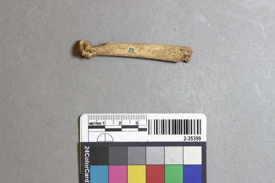 Hearst Museum object titled Mammal bone, accession number 2-35399, described as Sea otter metatarsal